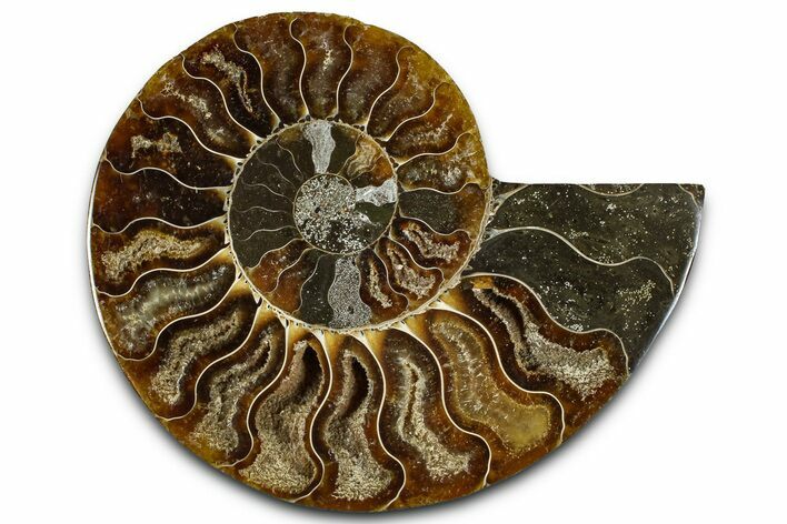 Cut & Polished Ammonite Fossil (Half) - Madagascar #364884